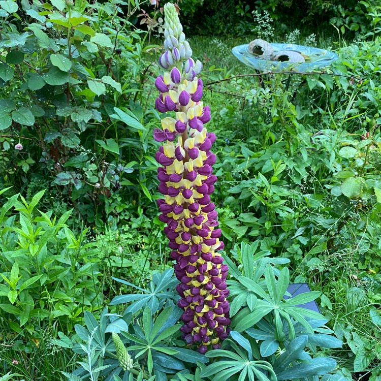 Plant image Lupinus 'Manhattan Lights'