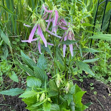 Campanula 'Pink Octopus'