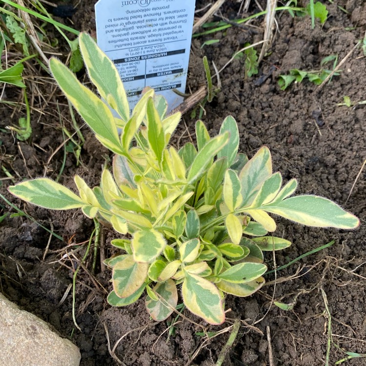 plant image 1709415