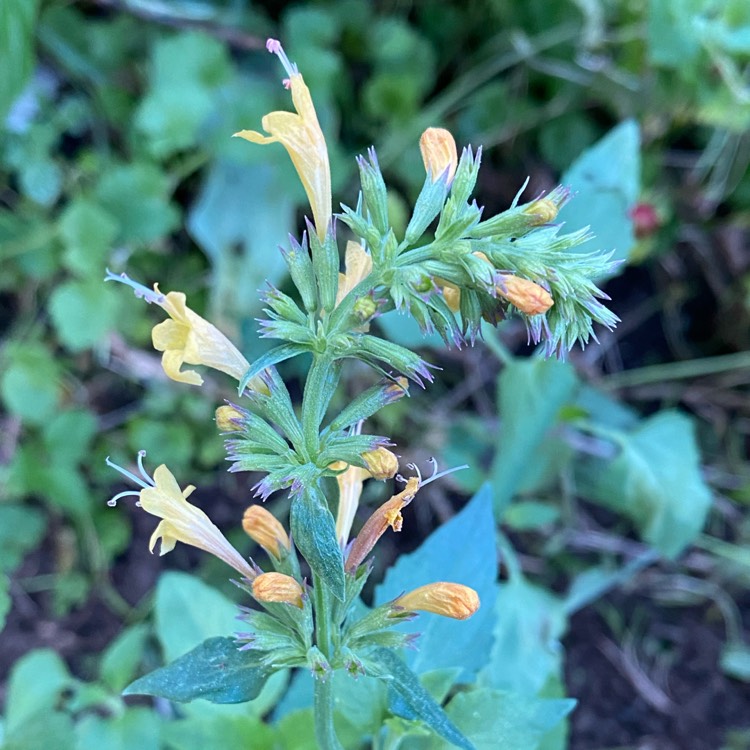 Plant image Agastache 'Kudos Gold'