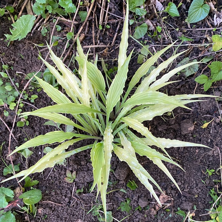 plant image 1709505