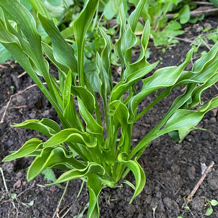 Plant image Hosta 'Praying Hands'