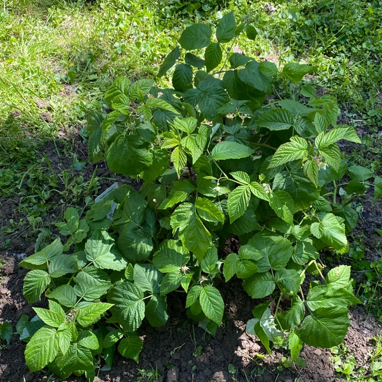 plant image 1709742