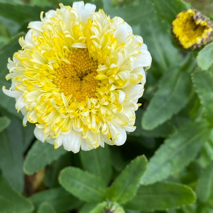 Plant image Leucanthemum x superbum 'Luna'