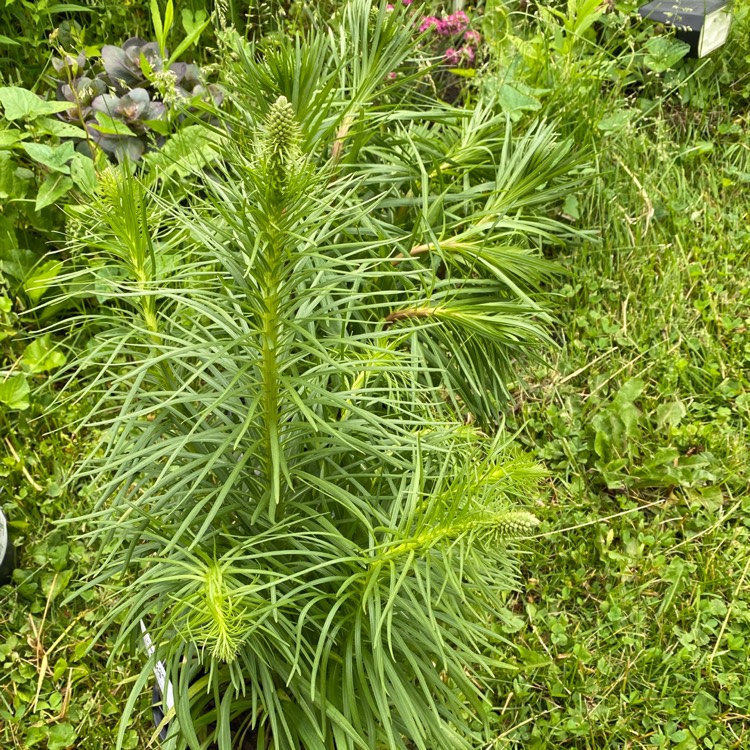 plant image 1710236