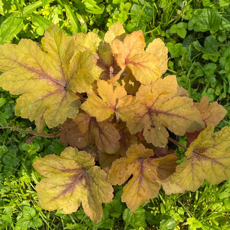 Plant image x Heucherella 'Pumpkin Spice'