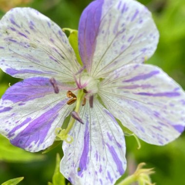 Geranium pratense 'Delft Blue'