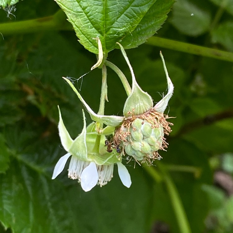 Plant image Rubus idaeus 'Tulameen'