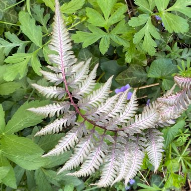 Athyrium Ghost