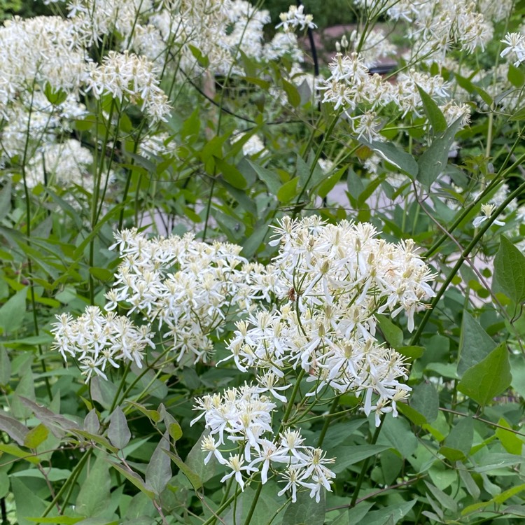 plant image 1712198