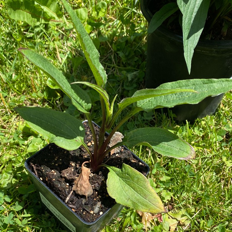 plant image 1712407