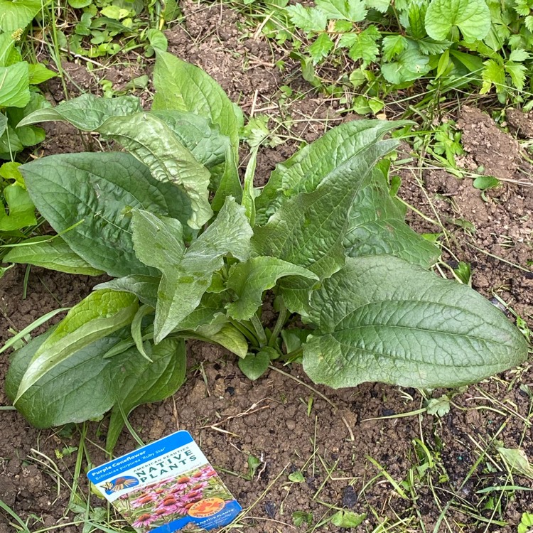 Plant image Echinacea purpurea