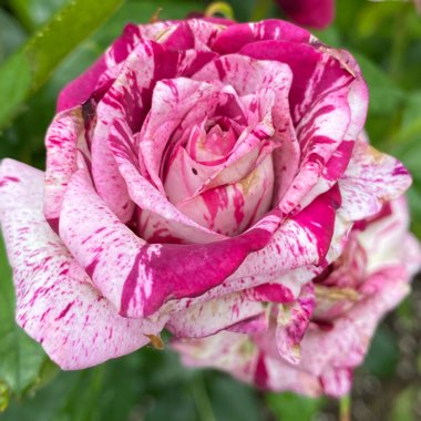 Rosa 'Jacpurr' (Purple Tiger)