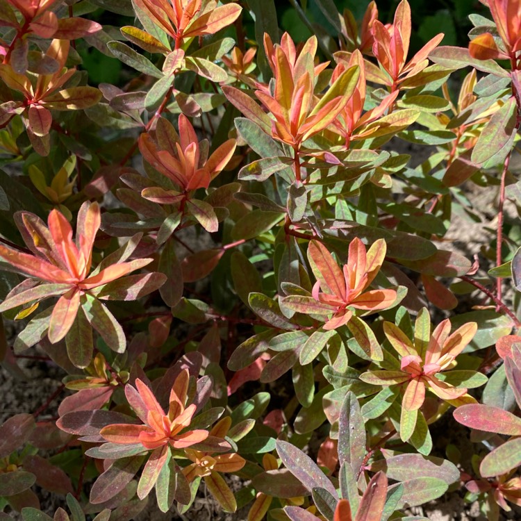 Plant image Euphorbia epithymoides 'Bonfire'