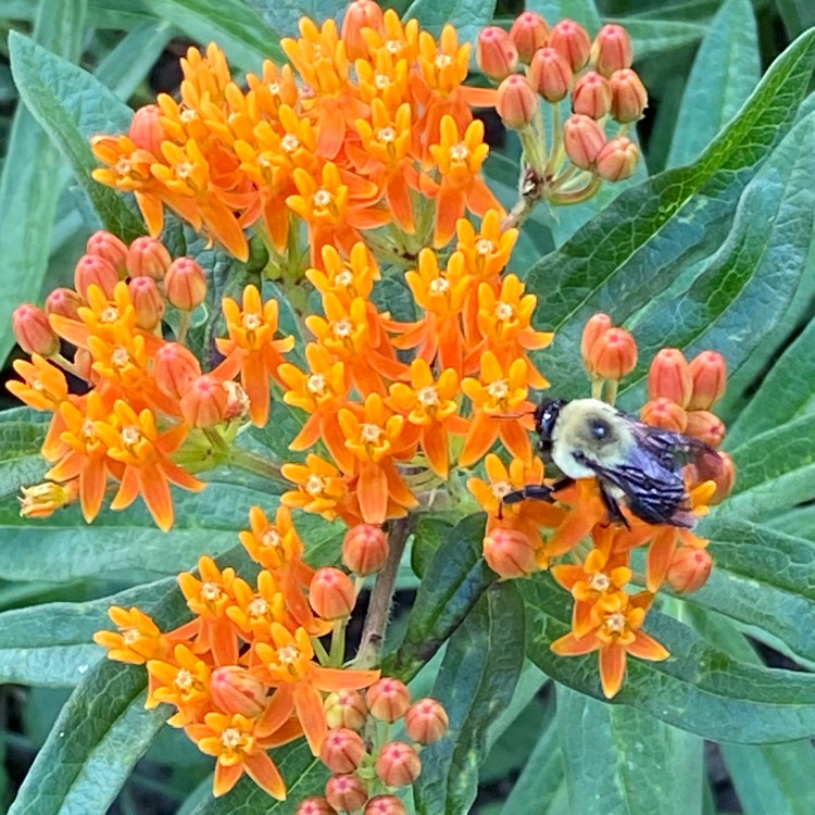 Plant image Asclepias tuberosa