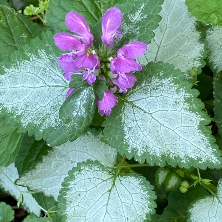 Plant image Lamium maculatum 'Purple Dragon'