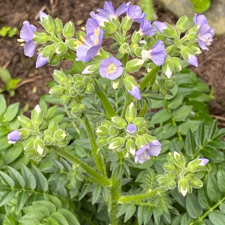 Plant image Polemonium boreale 'Heavenly Habit'