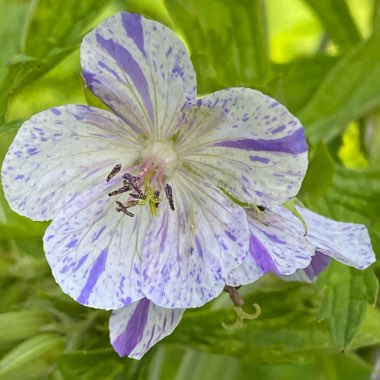 Geranium pratense 'Delft Blue'