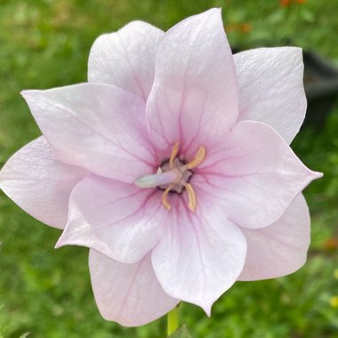 Platycodon grandiflorus  syn. Campanula grandiflora