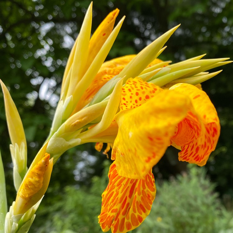 Plant image Canna 'Cleopatra' syn. Canna 'Yellow King Humbert', Canna 'Harlequin'