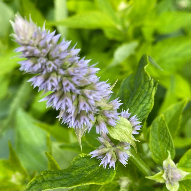 Plant image Agastache