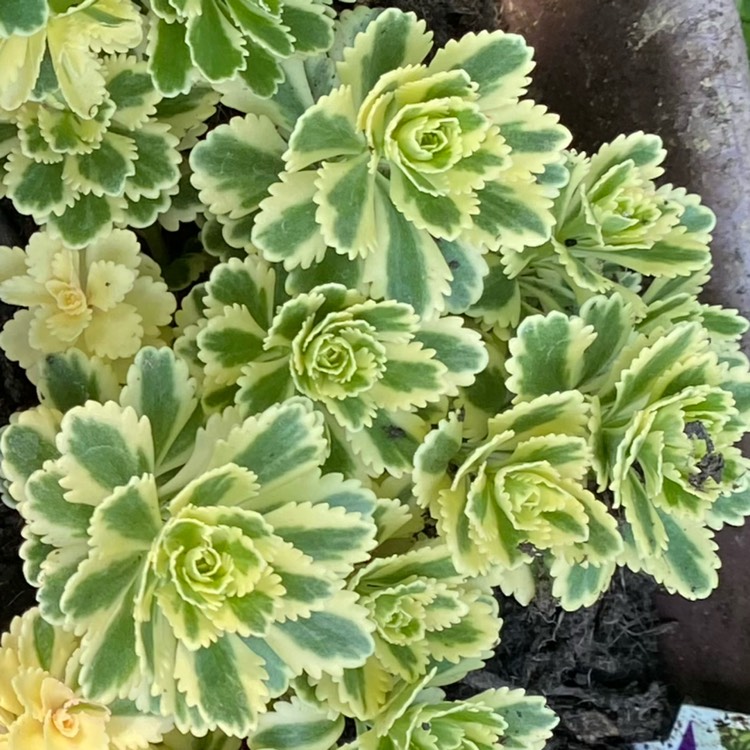 Plant image Sedum ‘Atlantis'