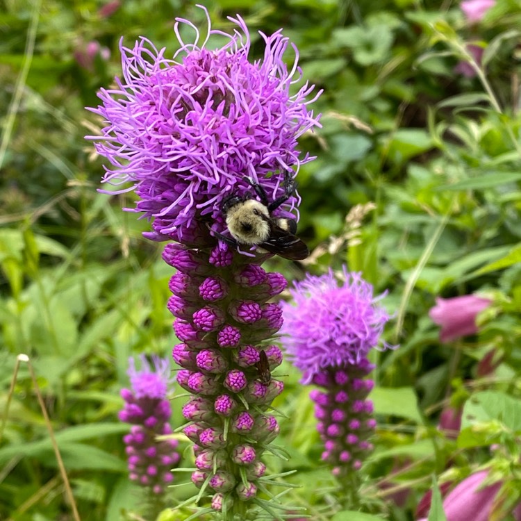 Plant image Liatris spicata 'Kobold'