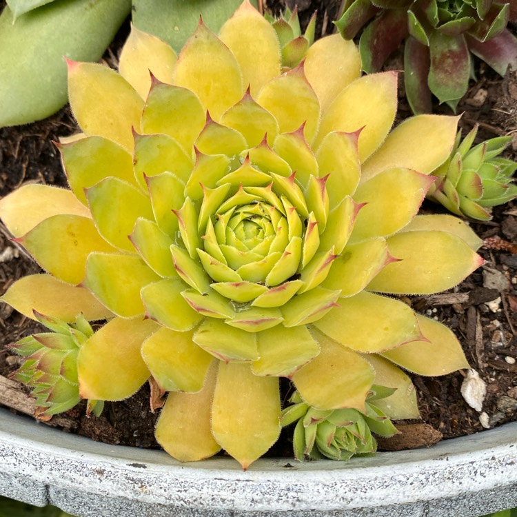 Plant image Sempervivum Gold Nugget