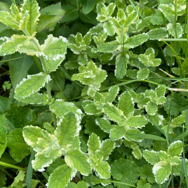 Mentha suaveolens 'Variegata'