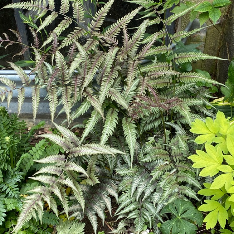 plant image 1714780