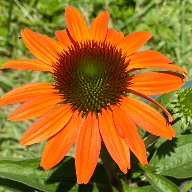 plant image 1715058