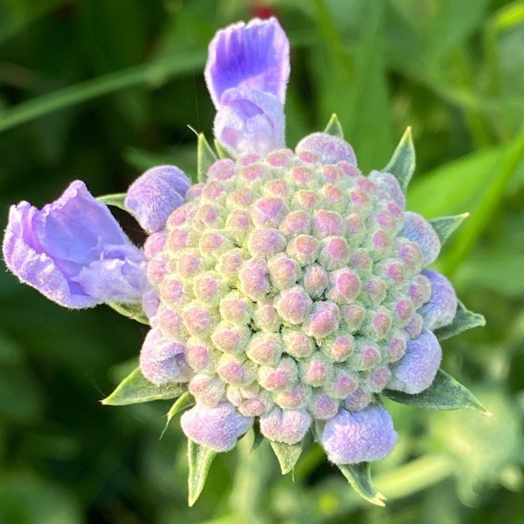 Plant image Scabiosa Caucasica 'Fama Blue'