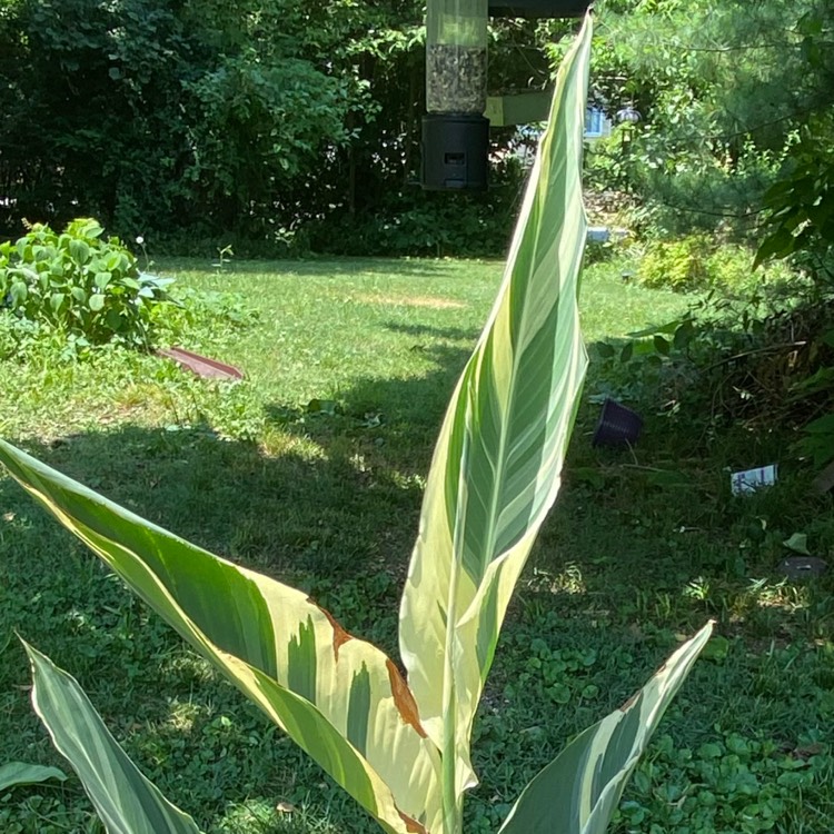 Plant image Canna 'Stuttgart'