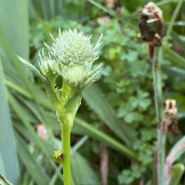 Eryngium yuccifolium