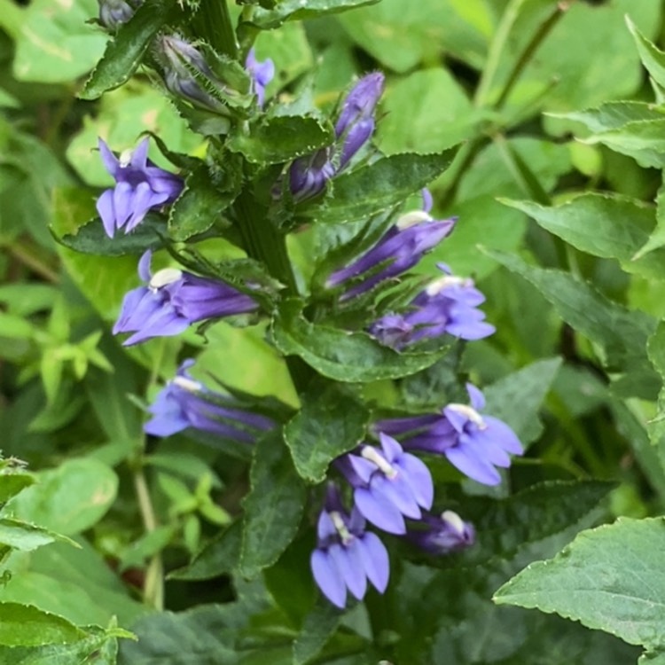 Plant image Lobelia Cardinalis syn.Lobelia fulgens ; Lobelia splendens