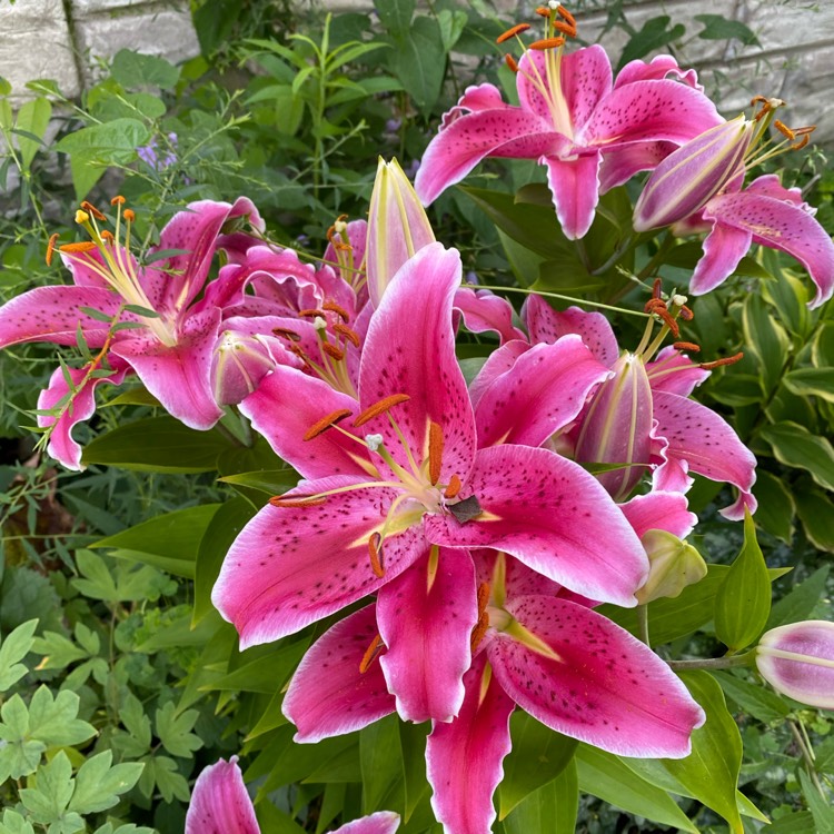 Plant image Lilium 'After Eight'