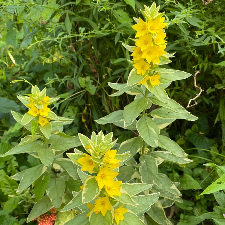 Plant image Lysimachia