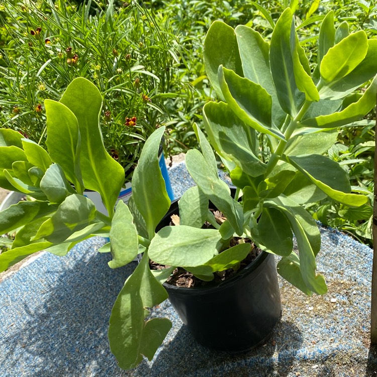 Plant image Sedum Neon