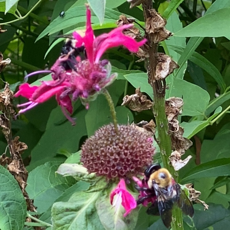 Plant image Monarda 'Fireball'