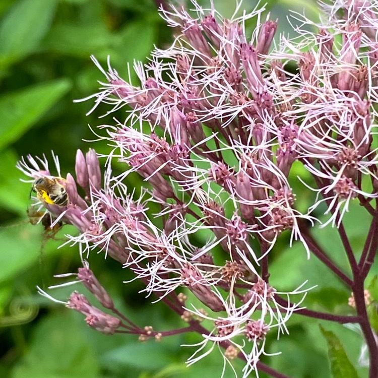 Plant image Eupatorium dubium 'Baby Joe'