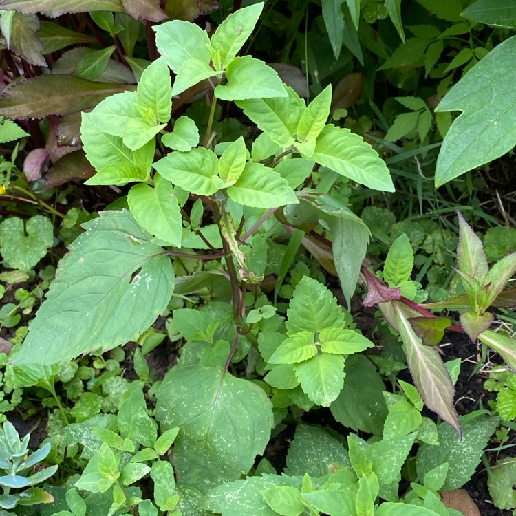 Plant image Monarda Fistulosa L.