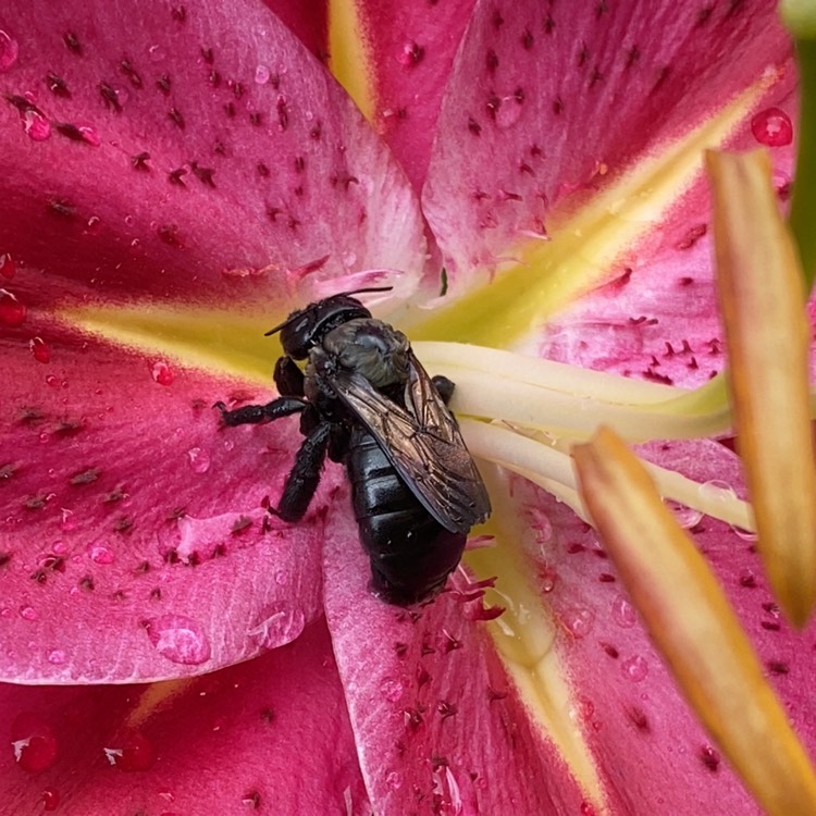 Plant image Lilium 'After Eight'