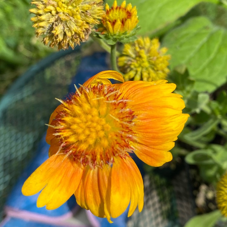 Plant image Gaillardia x grandiflora 'Arizona Apricot' syn. Gaillardia 'Arizona Apricot'