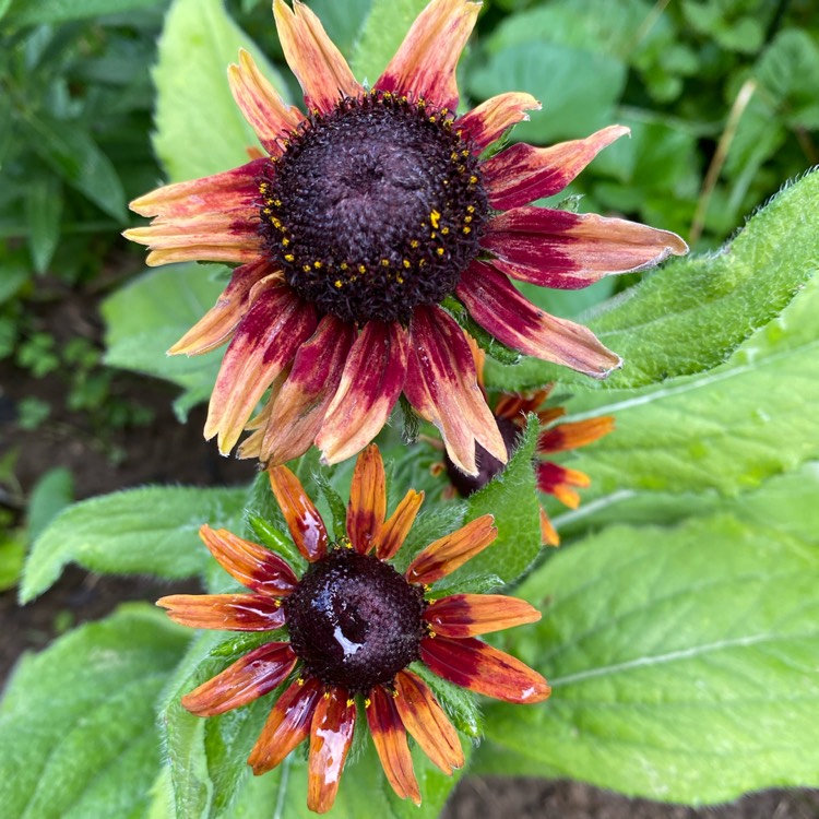 Plant image Rudbeckia hirta 'Indian Summer'