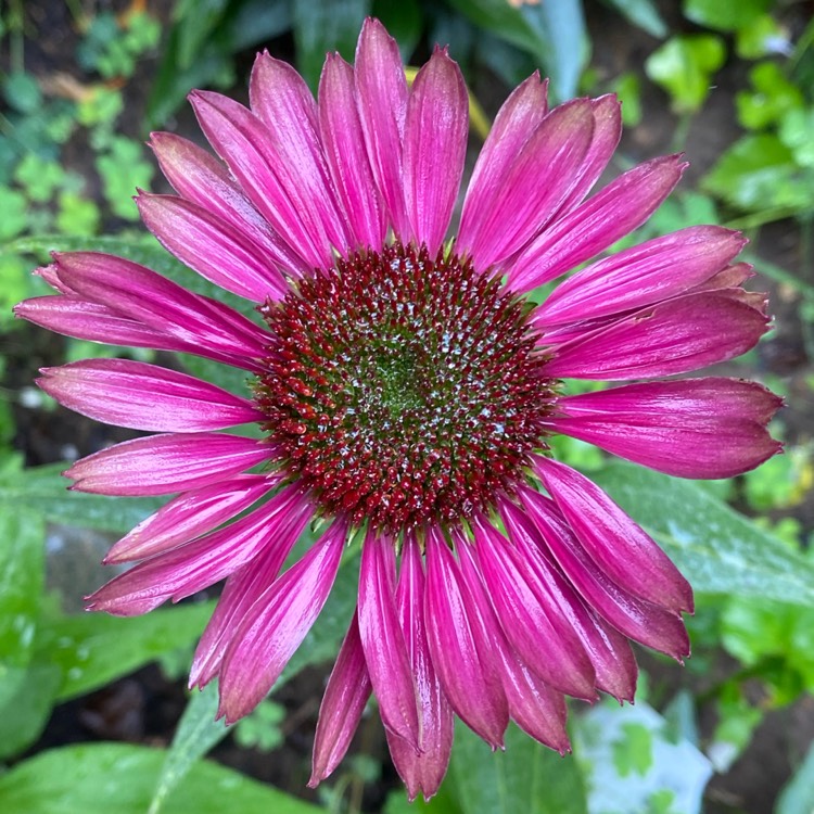 Plant image Echinacea purpurea 'Green Twister'