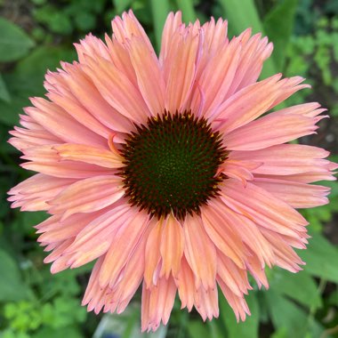 Coneflower (Echinacea)