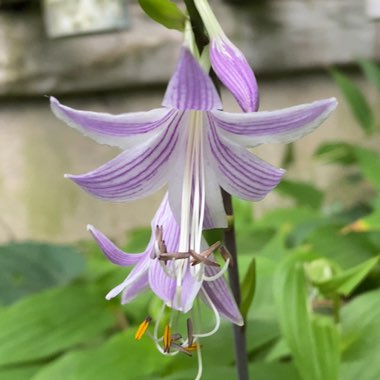 Plantain Lily 'Curly Fries'