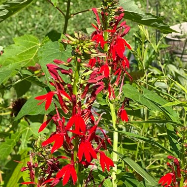 Cardinal Flower