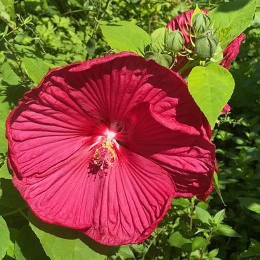 Hibiscus 'Luna Red'