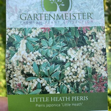 Pieris 'Little Heath'